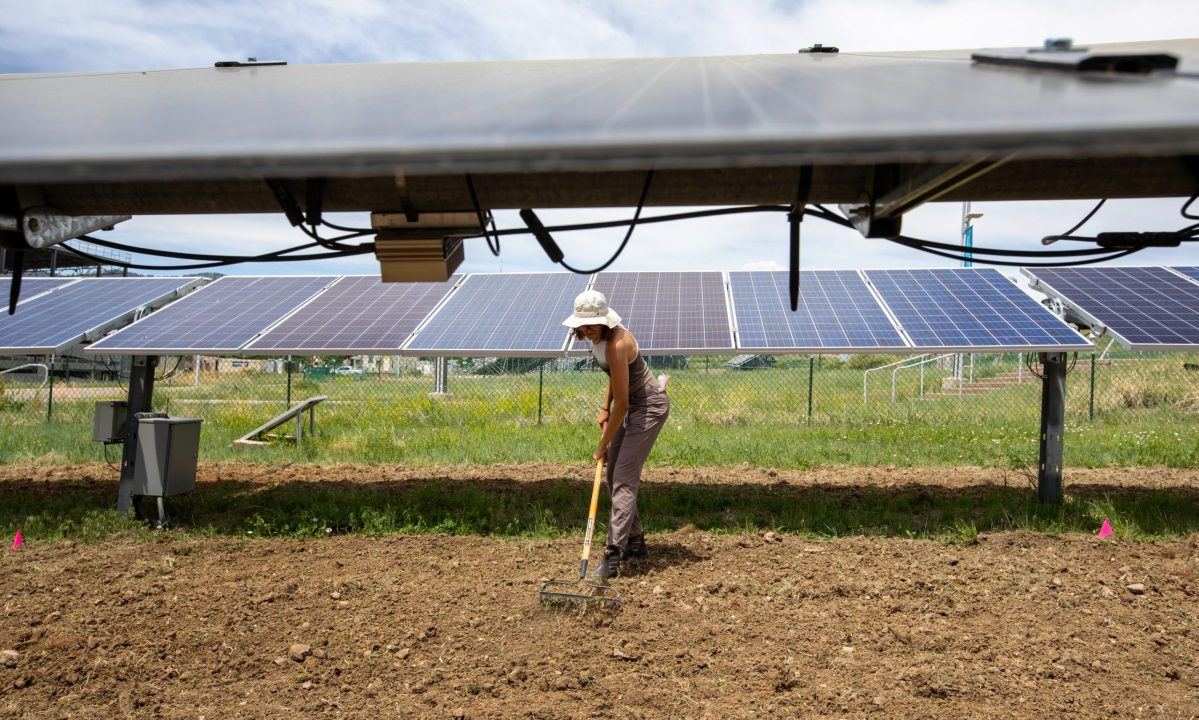 National Renewable Energy Laboratory (NREL) environmental engineering undergraduate Abigail Brown rakes soil over flower seeds at what will be the pollinator habitat at the Photovoltaic Central Array Testing Site on NREL’s South Table Mountain campus.