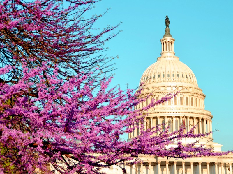 A blossoming tree sticks out in front of the U.S. Capitol dome.