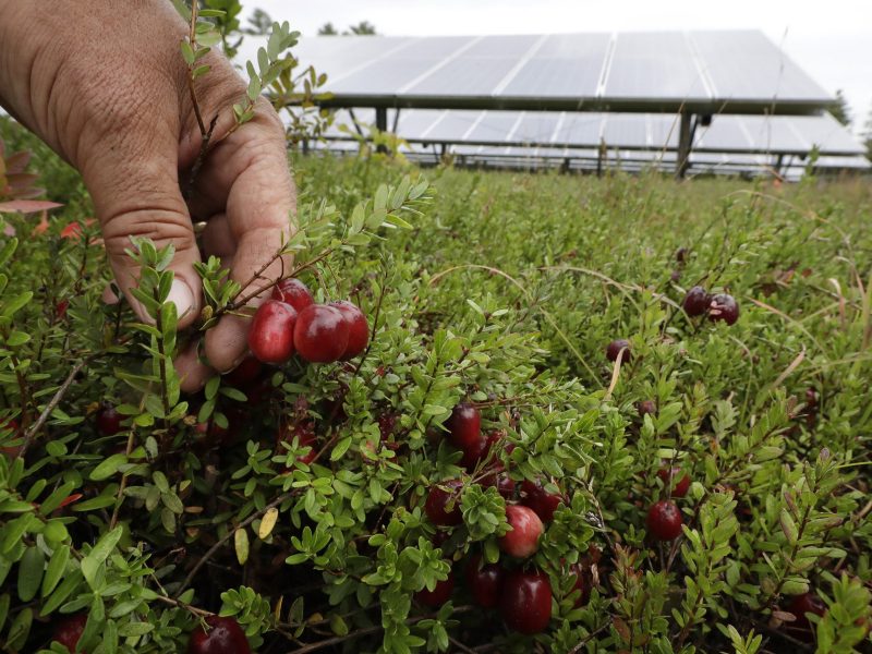 Cranberries grown under solar panels