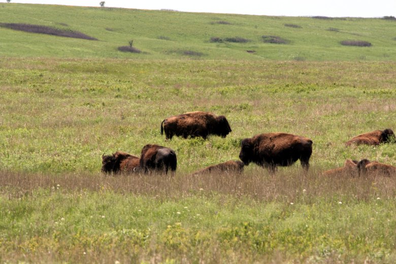 Bison graze and rest in an open grassy field on the Osage Nation.