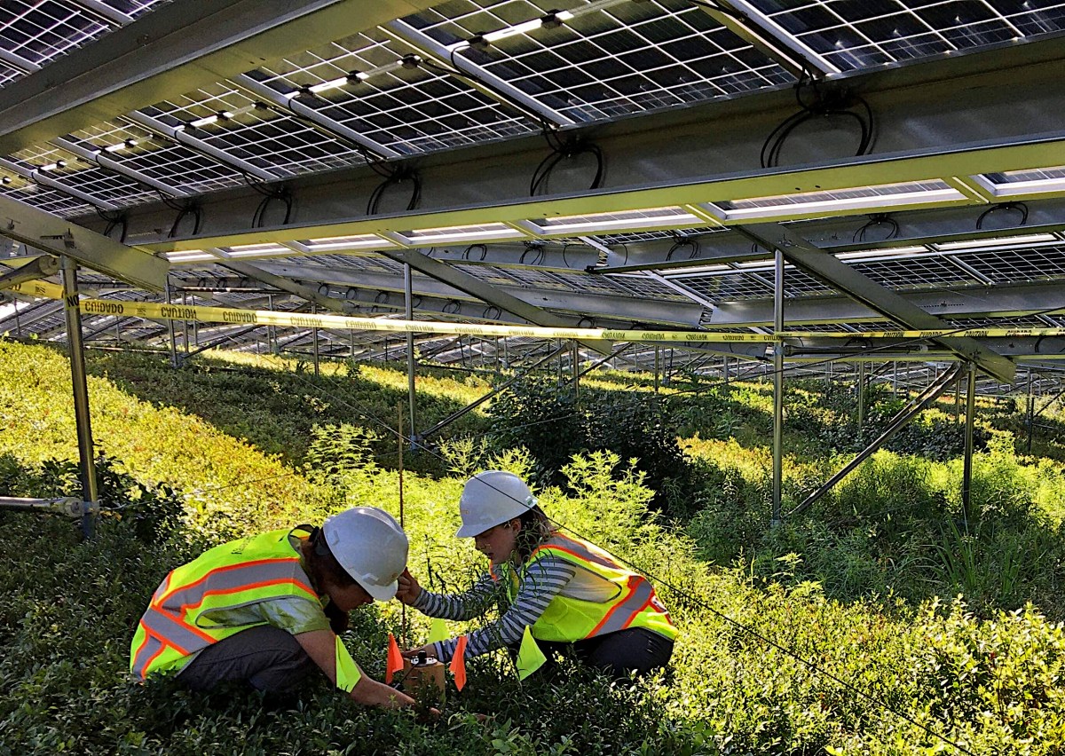 The University of Maine team at the solar-blueberry research site.